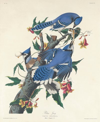 Geai bleu, 1831 - John James Audubon